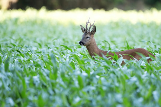Wildlife Wonders: What to Look Out For on the South Downs Way National Trail